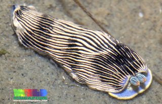 Illustration for article titled Striking Photographs Of Sea Slugs Expose The Alien World Under the Sea